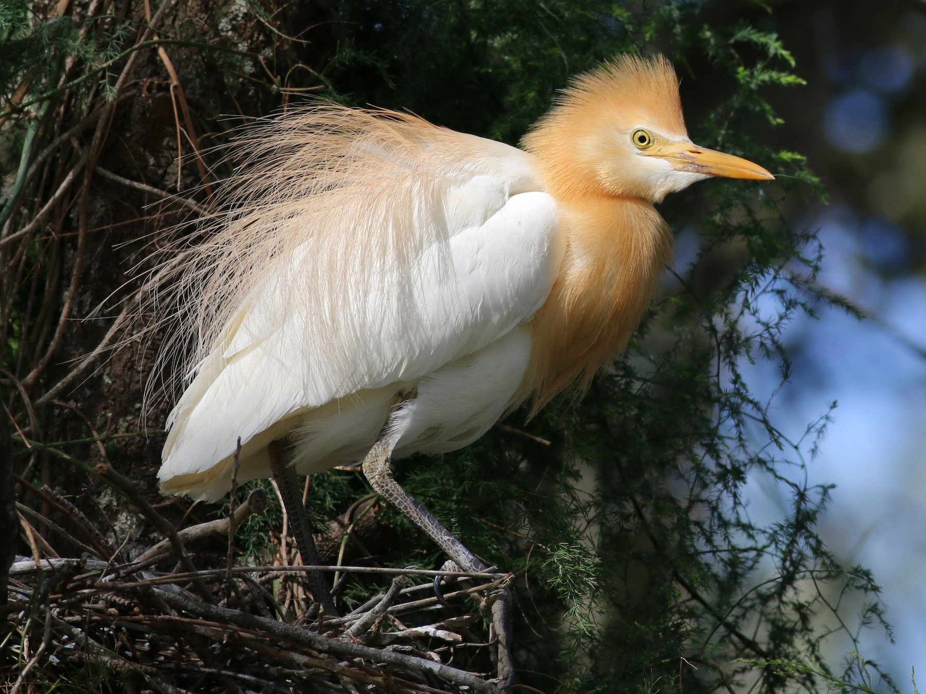 Western/Eastern Cattle Egret - eBird