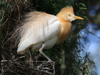 アマサギ／ニシアマサギ - eBird