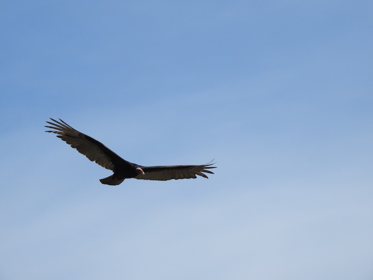 Turkey Vulture - ML304978771