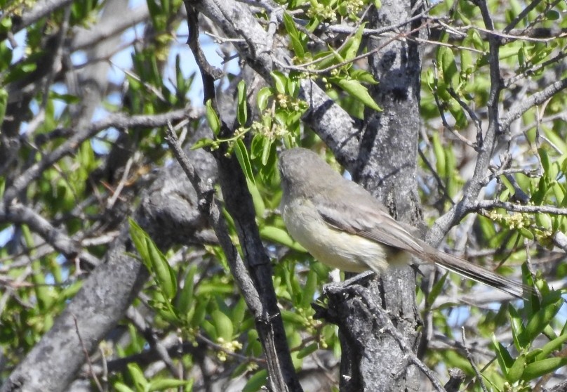 Greater Wagtail-Tyrant - ML304979041
