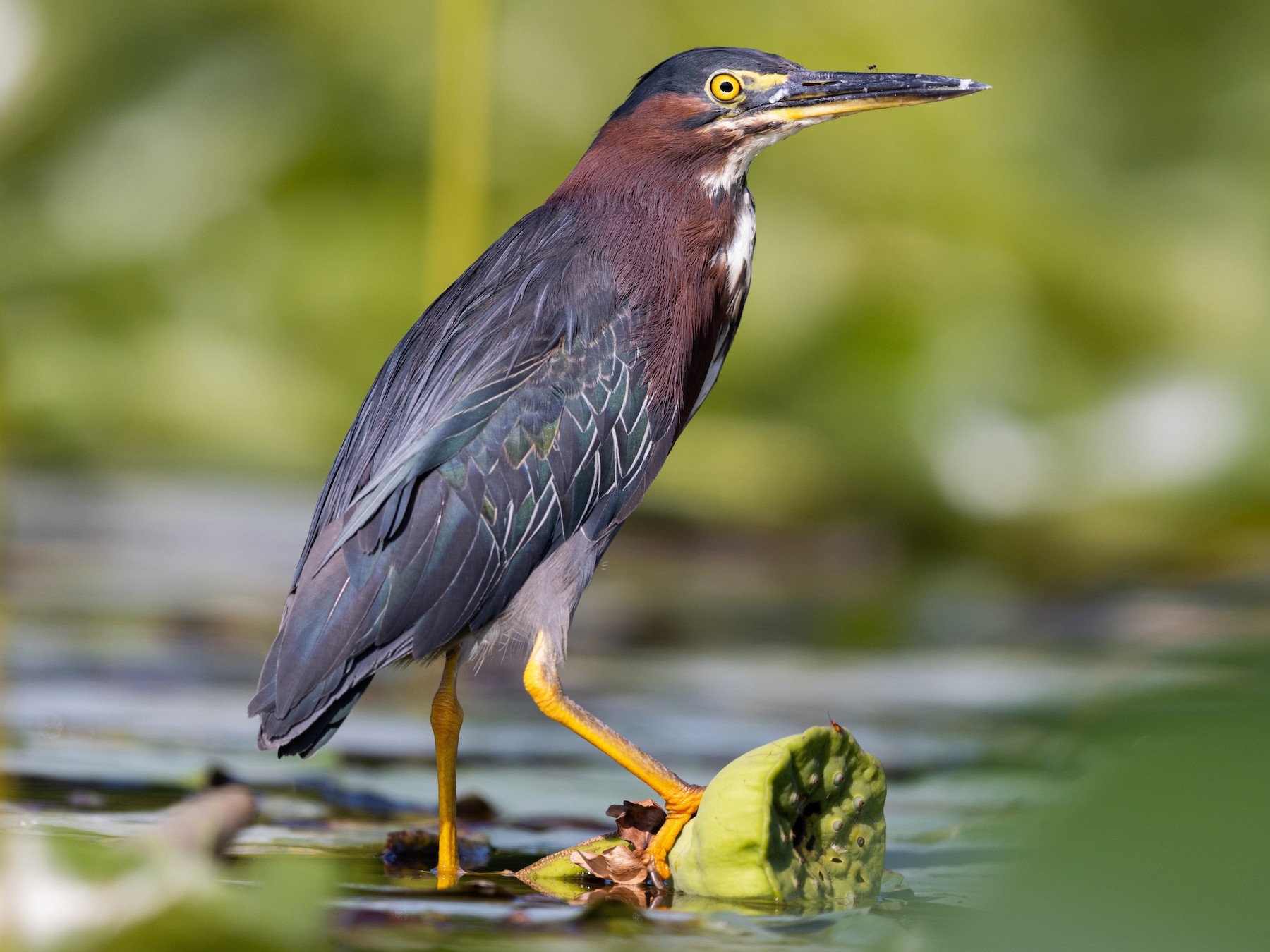 Green Heron - Profile | Traits | Facts | Call | Diet | Breeding - BirdBaron