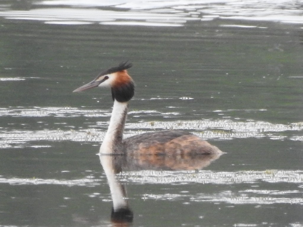 Great Crested Grebe - ML304982721