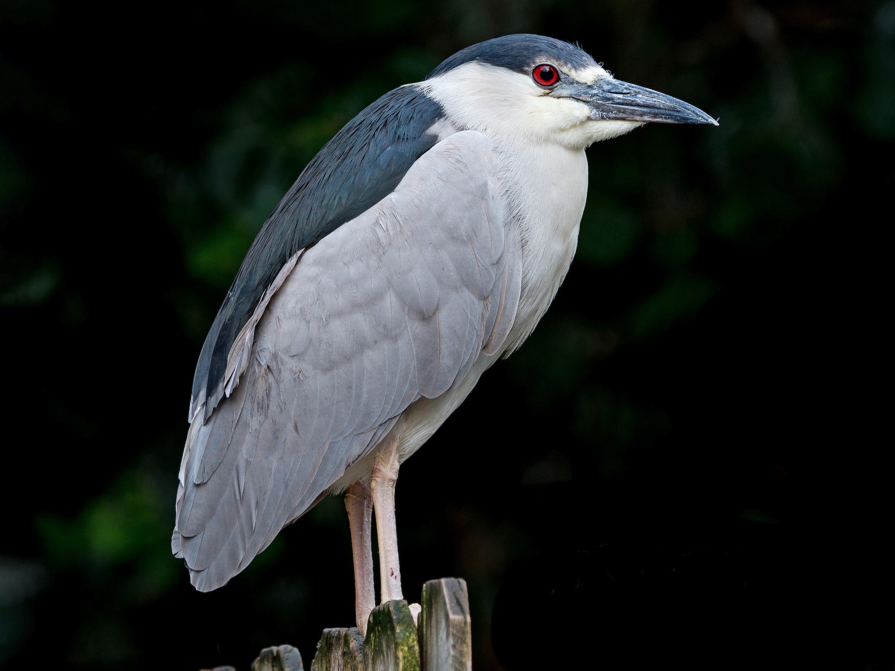 black crowned night heron baby