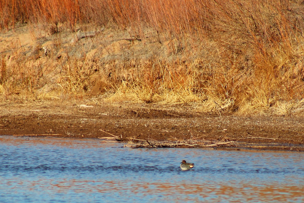 Green-winged Teal - ML304986801