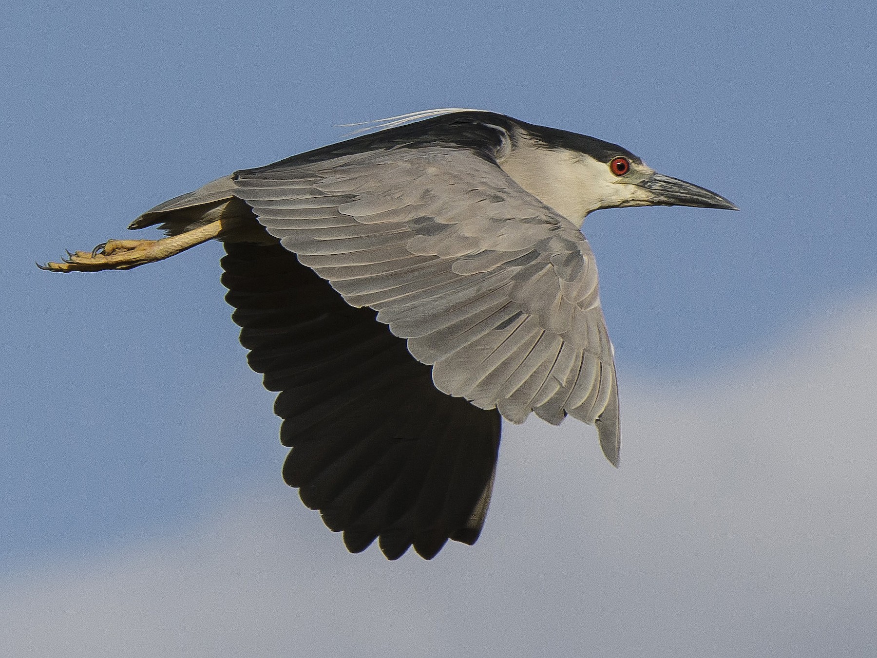 Black-crowned Night Heron - Ignacio Zapata