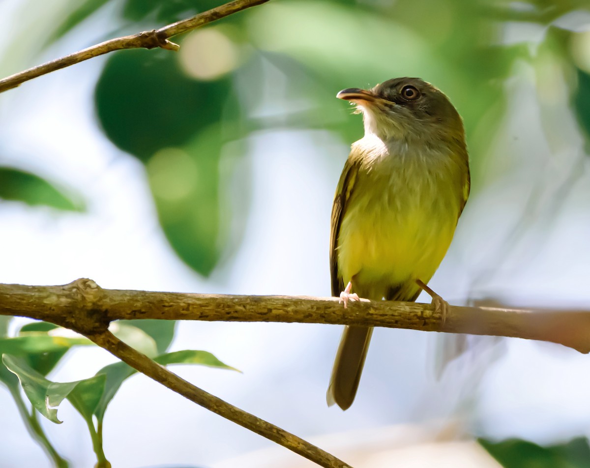 Northern Bentbill - Anonymous