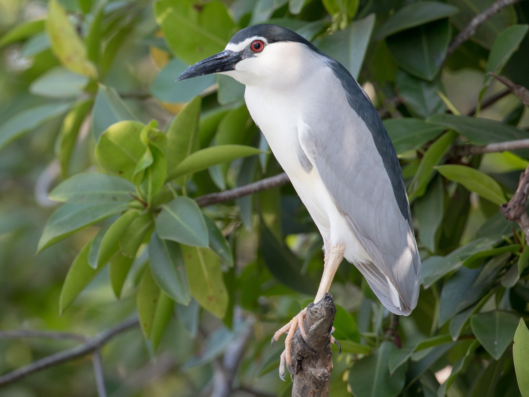 Black-crowned Night Heron - Ian Davies