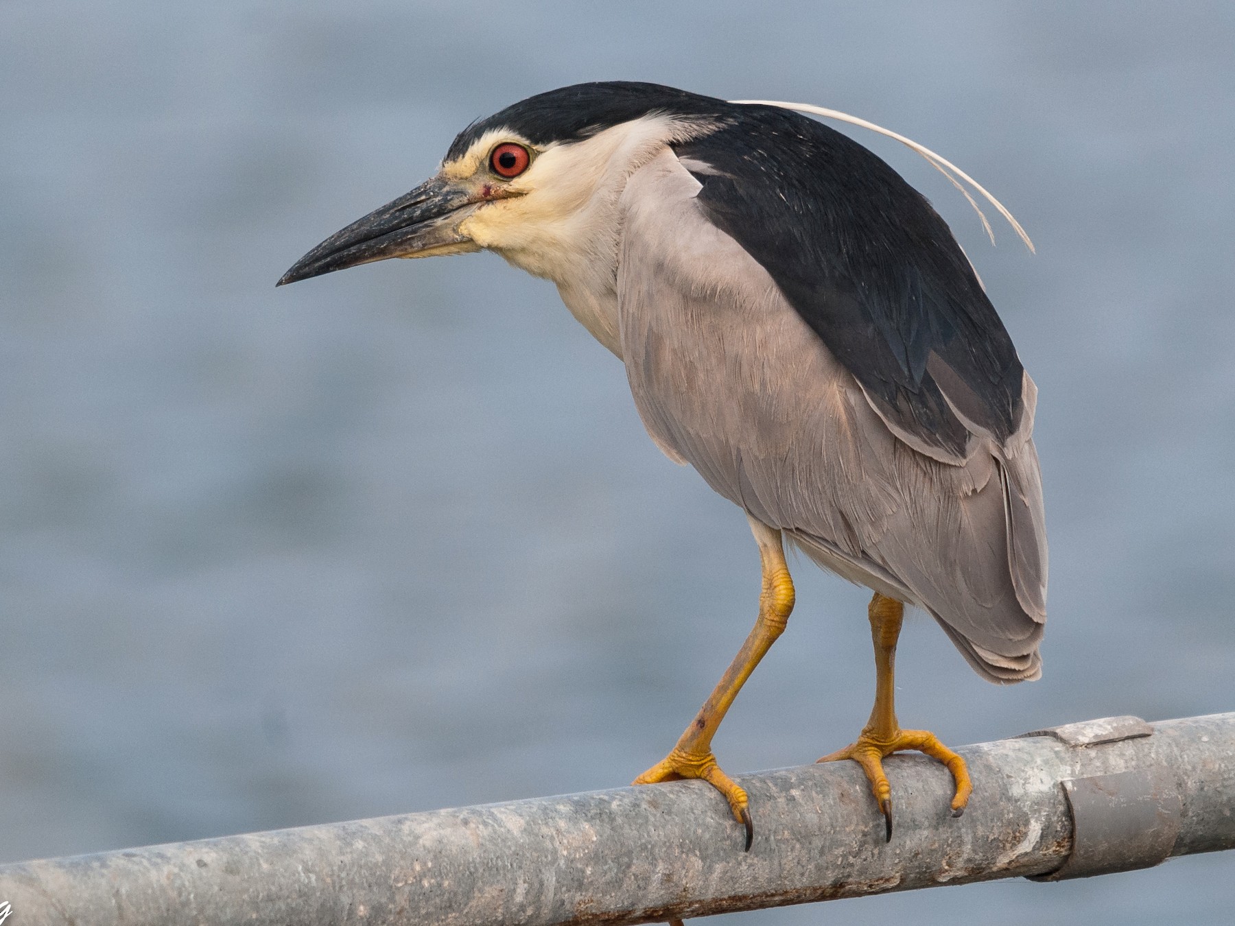 Black Heron Baby