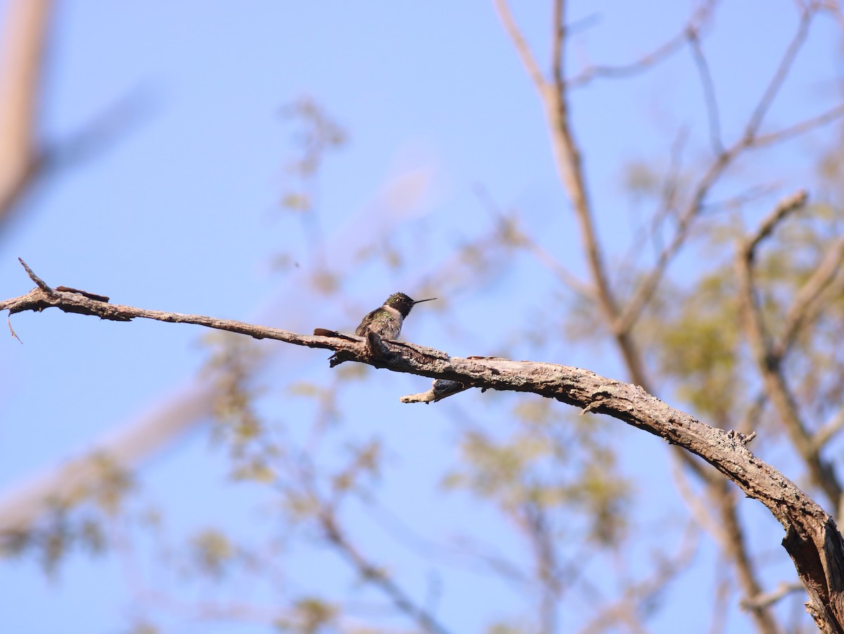 Ruby-throated Hummingbird - Adam Vinson