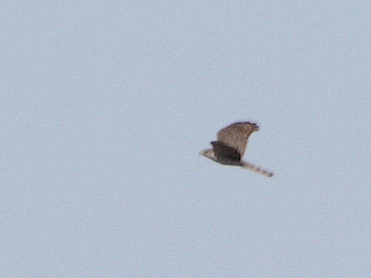 Eurasian Sparrowhawk - ML304992091