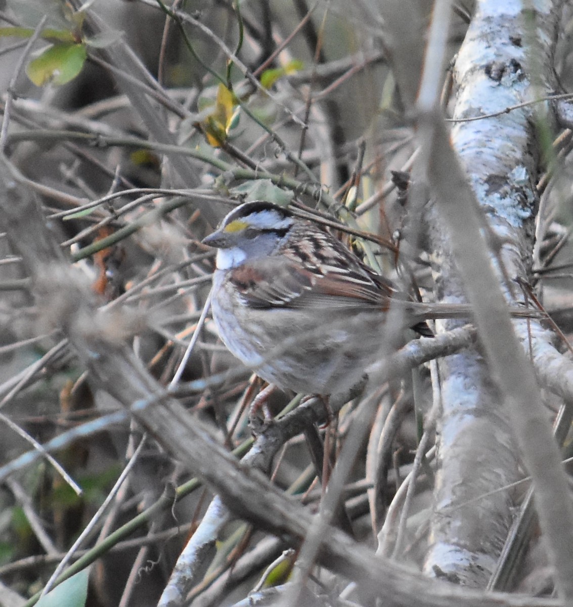 White-throated Sparrow - ML304993761