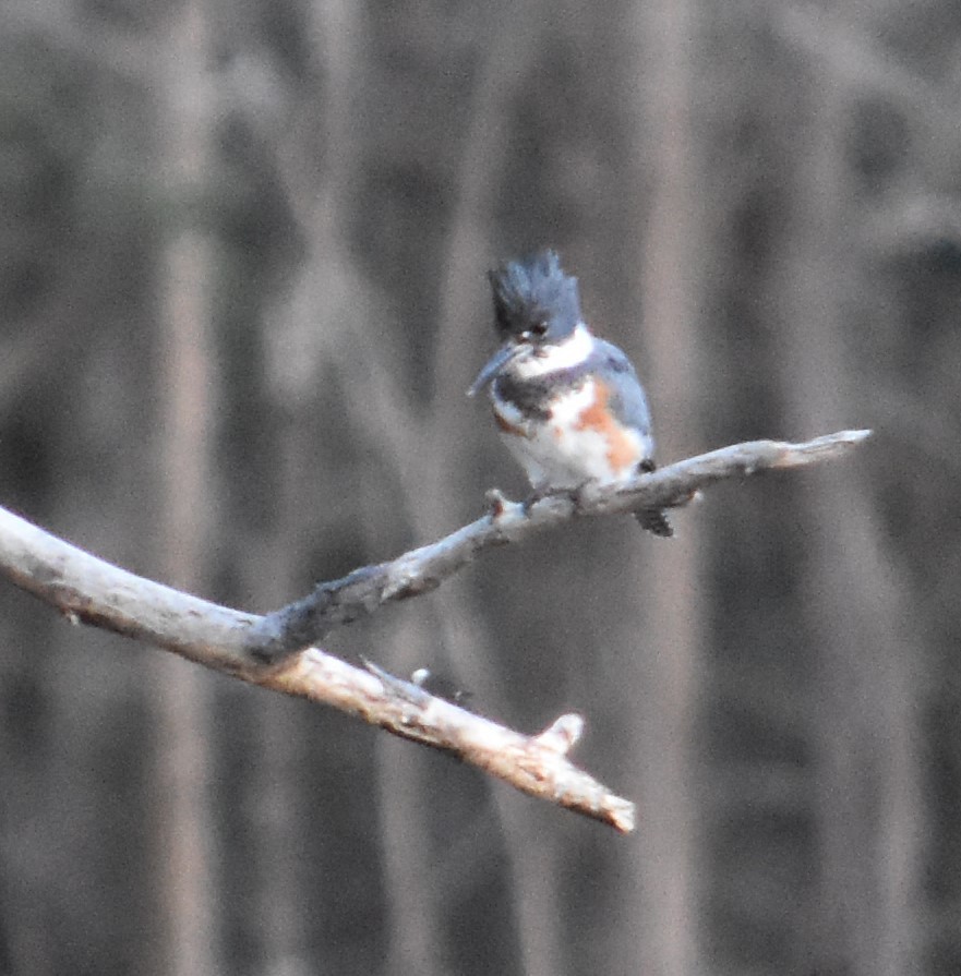 Belted Kingfisher - ML304996151
