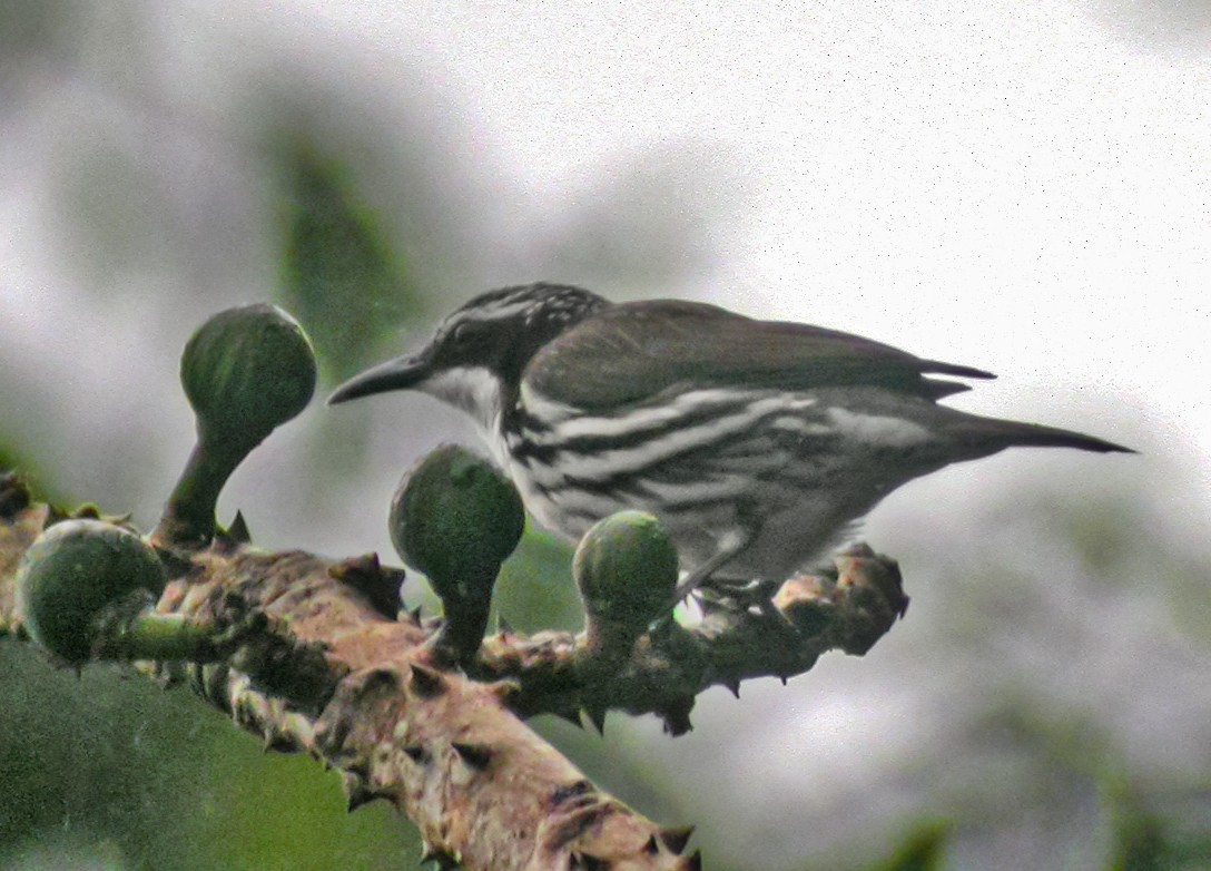 stripetreklatrer - ML304998931