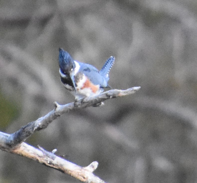 Belted Kingfisher - ML304999771