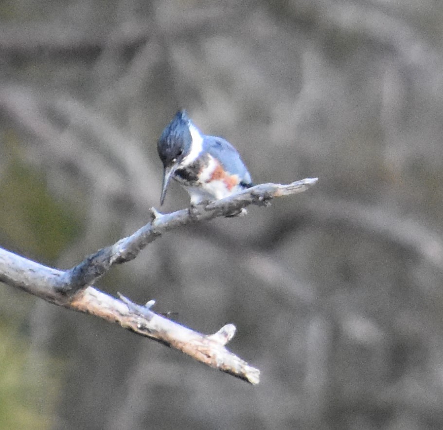 Belted Kingfisher - ML304999801