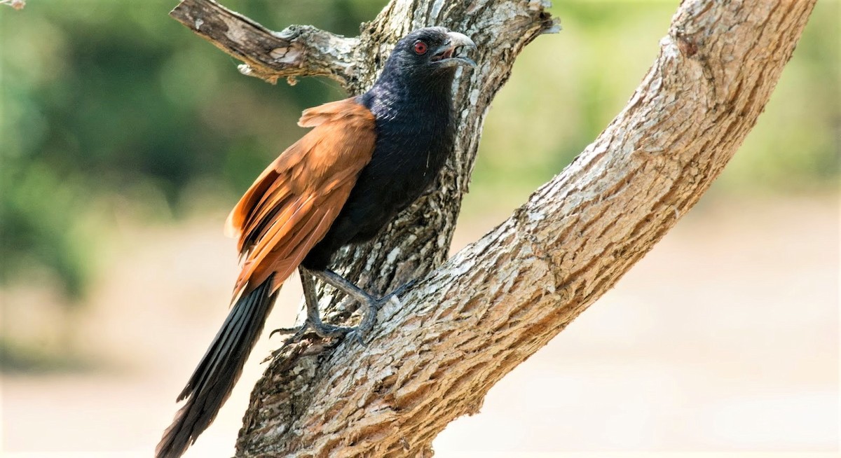Greater Coucal - ML305002641
