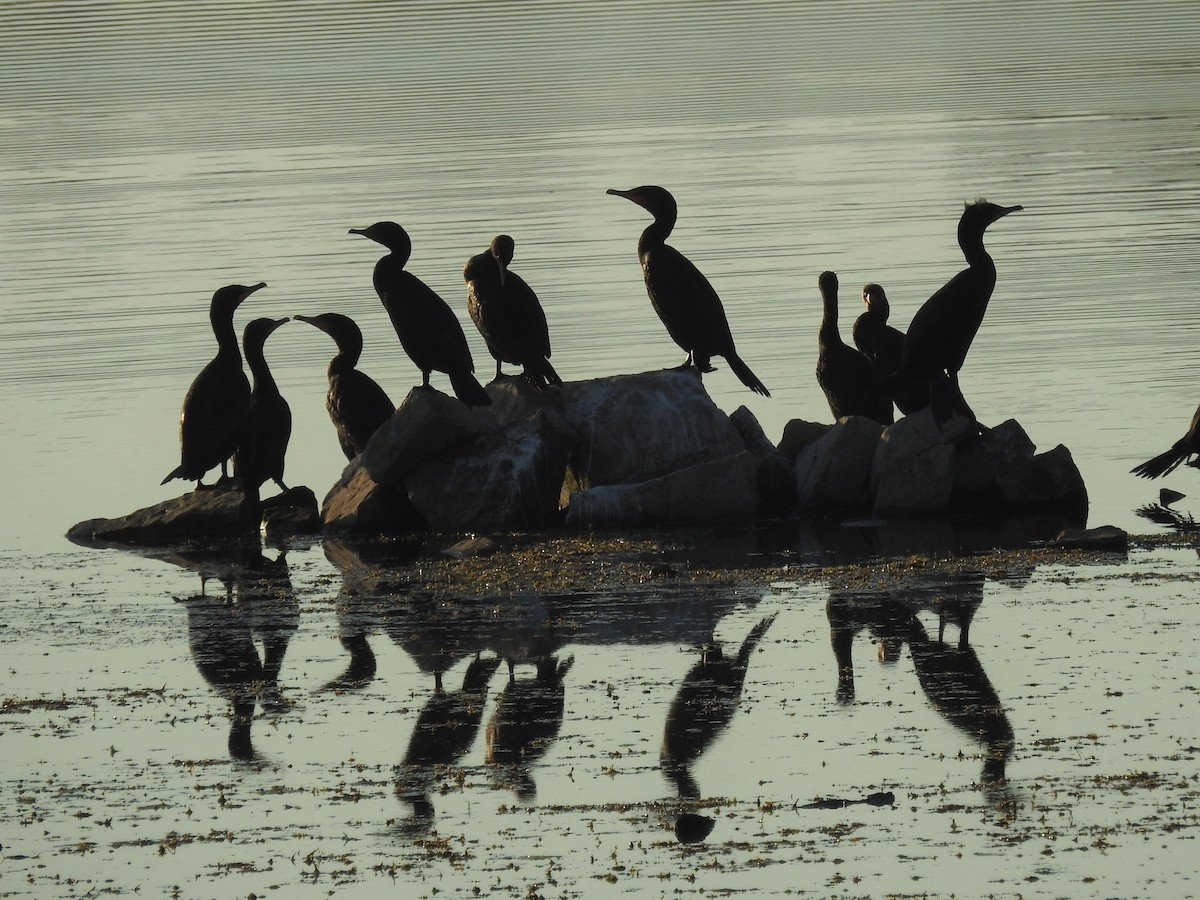 Double-crested Cormorant - Sharon Reeve