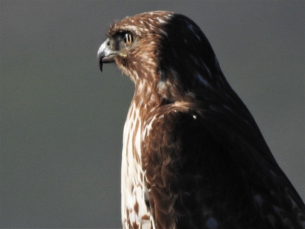 Red-tailed Hawk - ML305006621