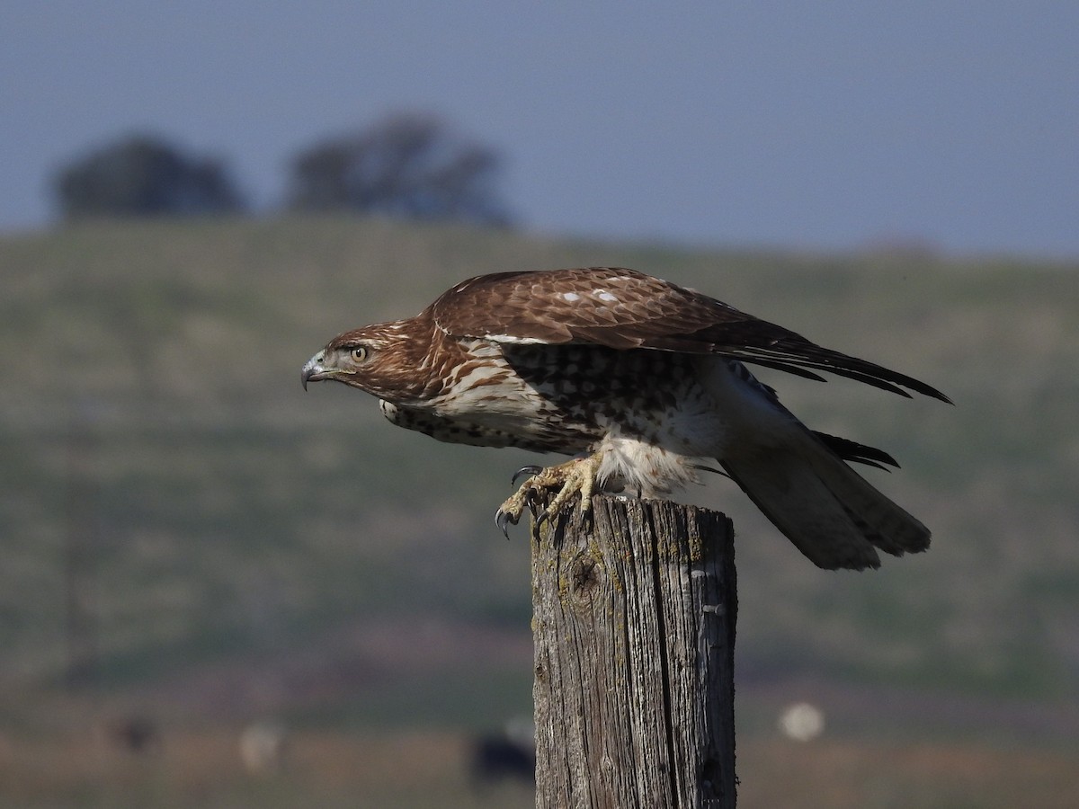Red-tailed Hawk - ML305006631