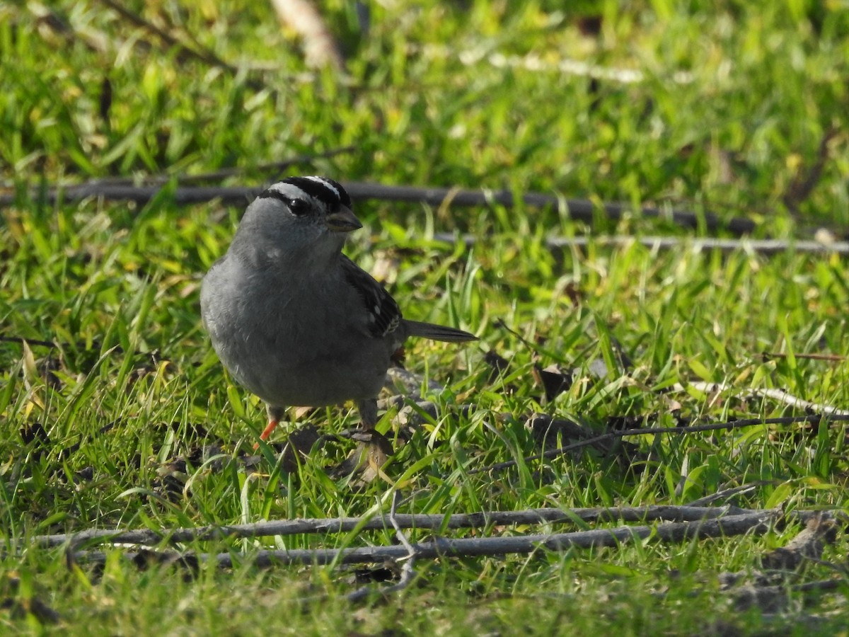 White-crowned Sparrow (Gambel's) - ML305006671