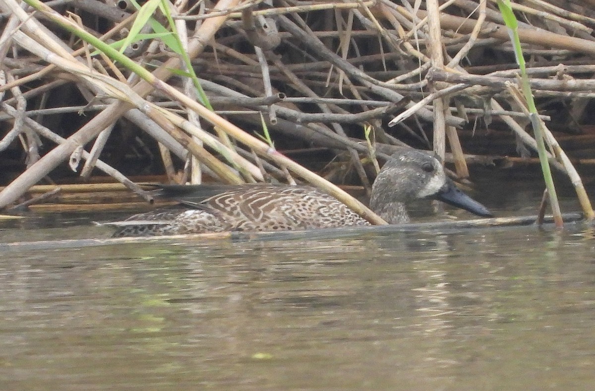 Blue-winged Teal - ML305009481