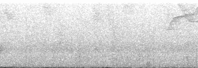 Todirostre roussâtre - ML30501