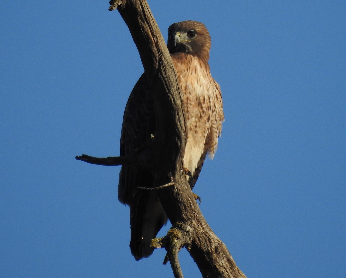 Red-tailed Hawk - ML305010271