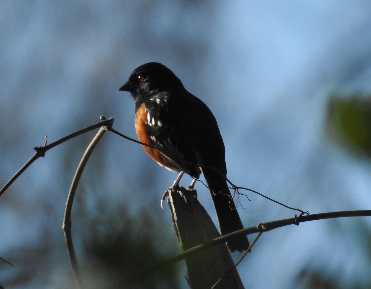 Spotted Towhee - ML305010421