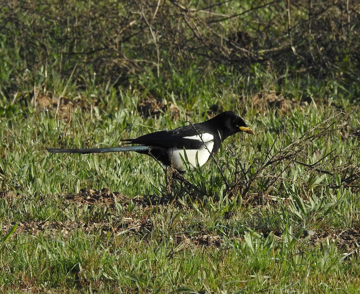 Yellow-billed Magpie - Sharon Reeve