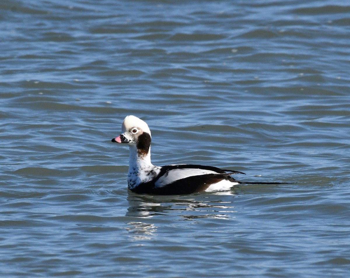 Long-tailed Duck - ML305016671