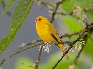  - Saffron Finch