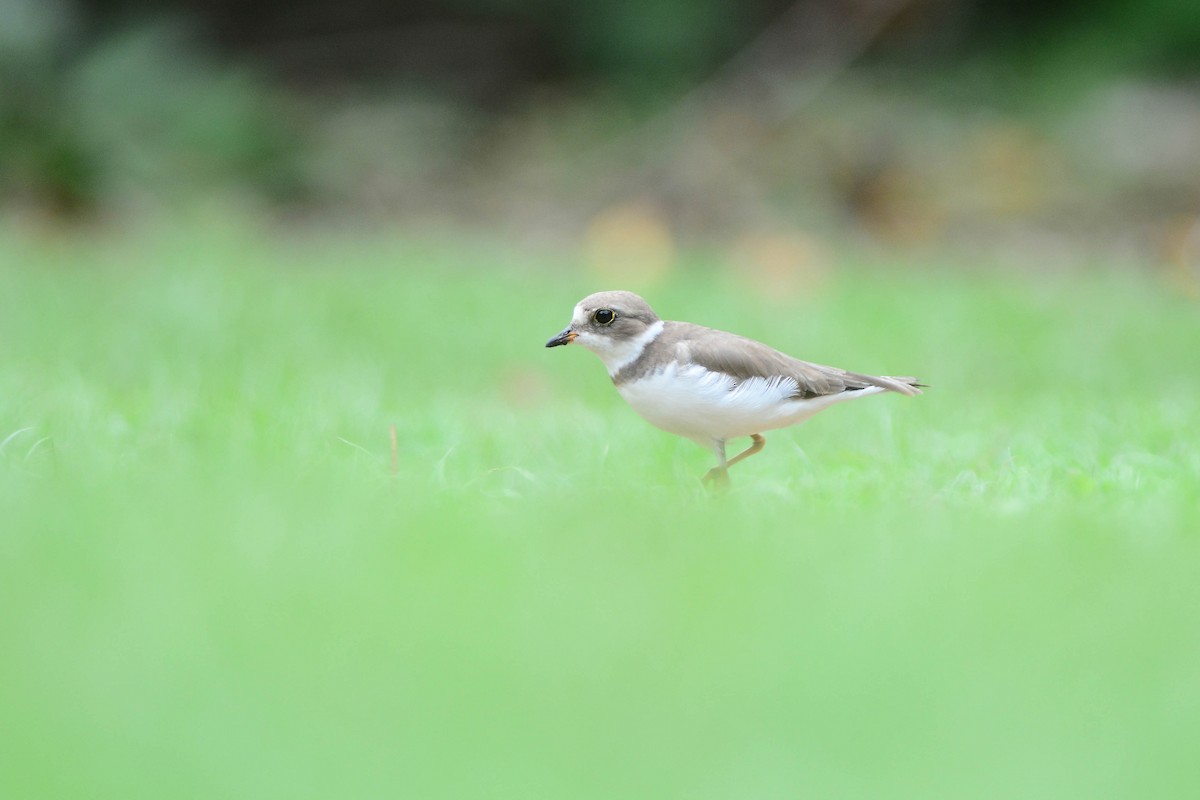 Semipalmated Plover - ML305016971