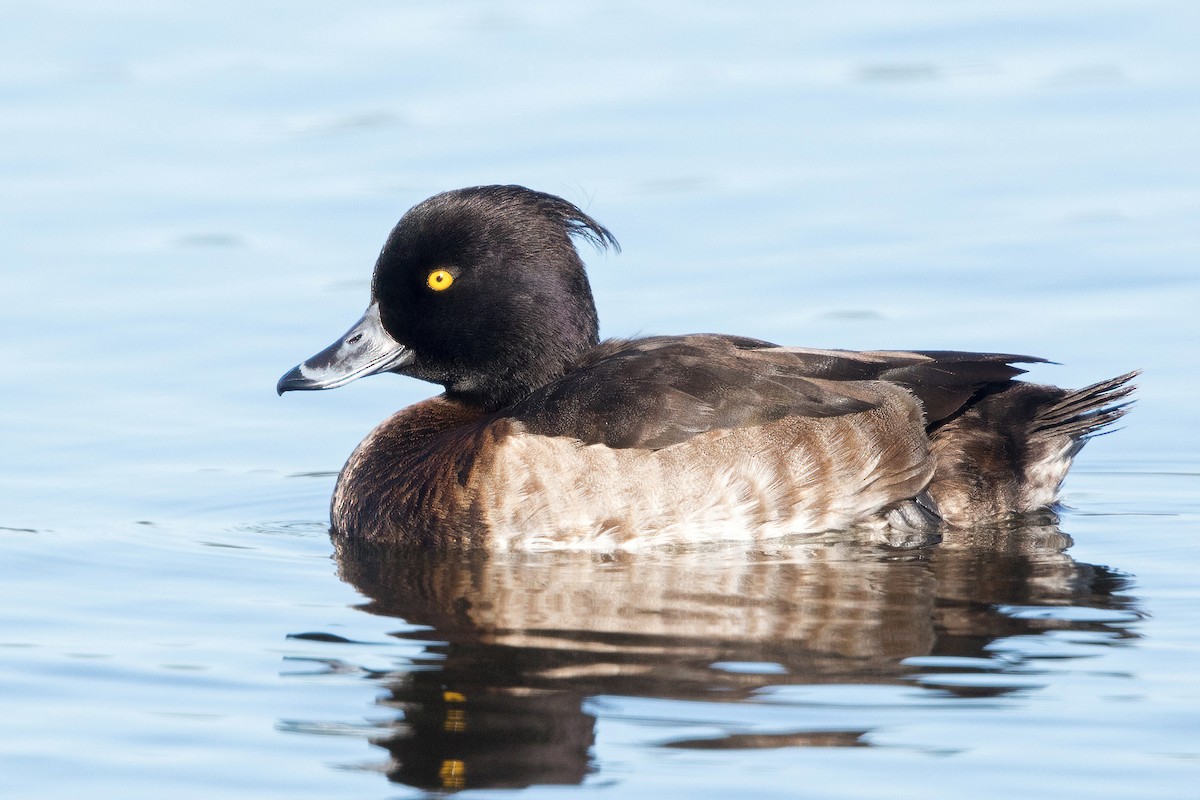 Tufted Duck - ML305017891