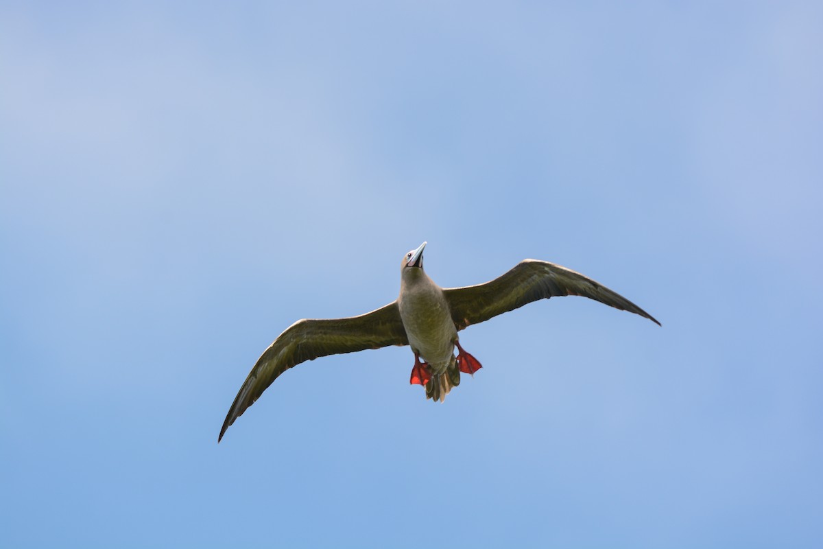 Red-footed Booby - ML305019851