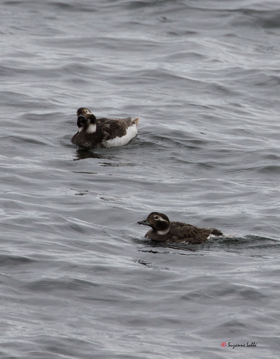 Long-tailed Duck - ML30502011