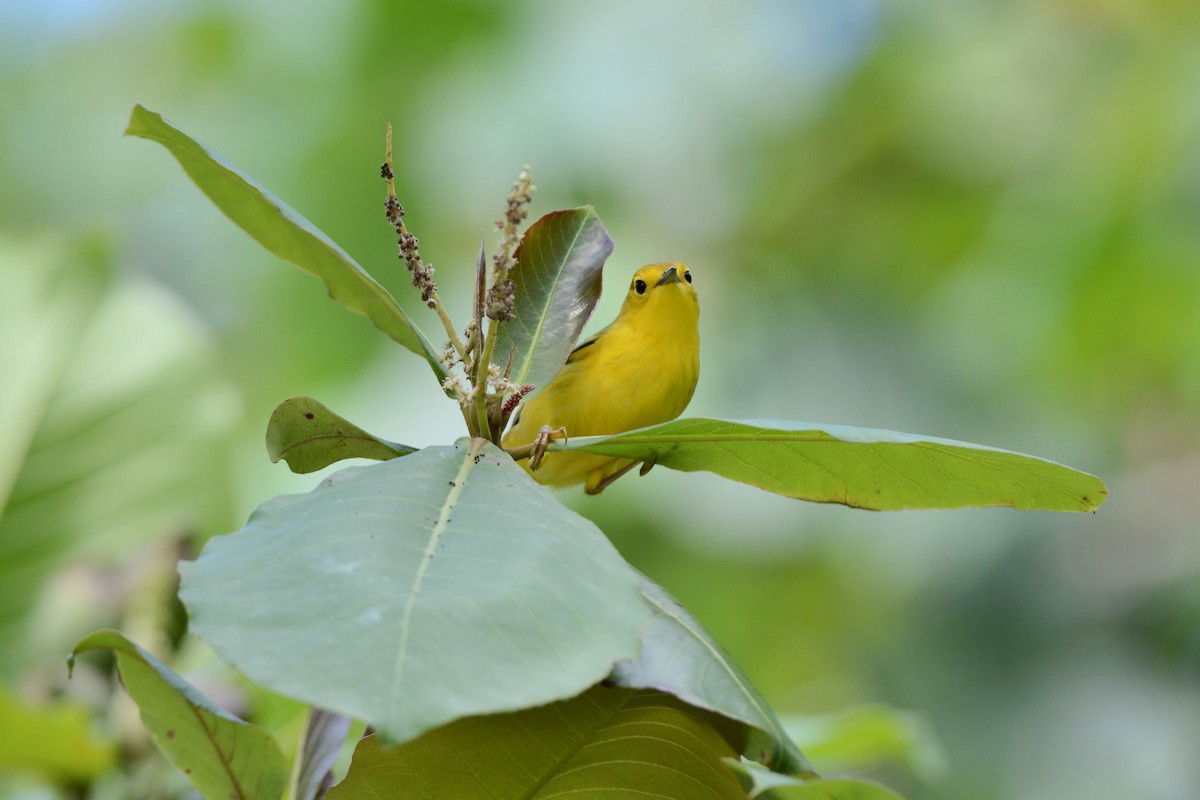 Yellow Warbler - ML305020661