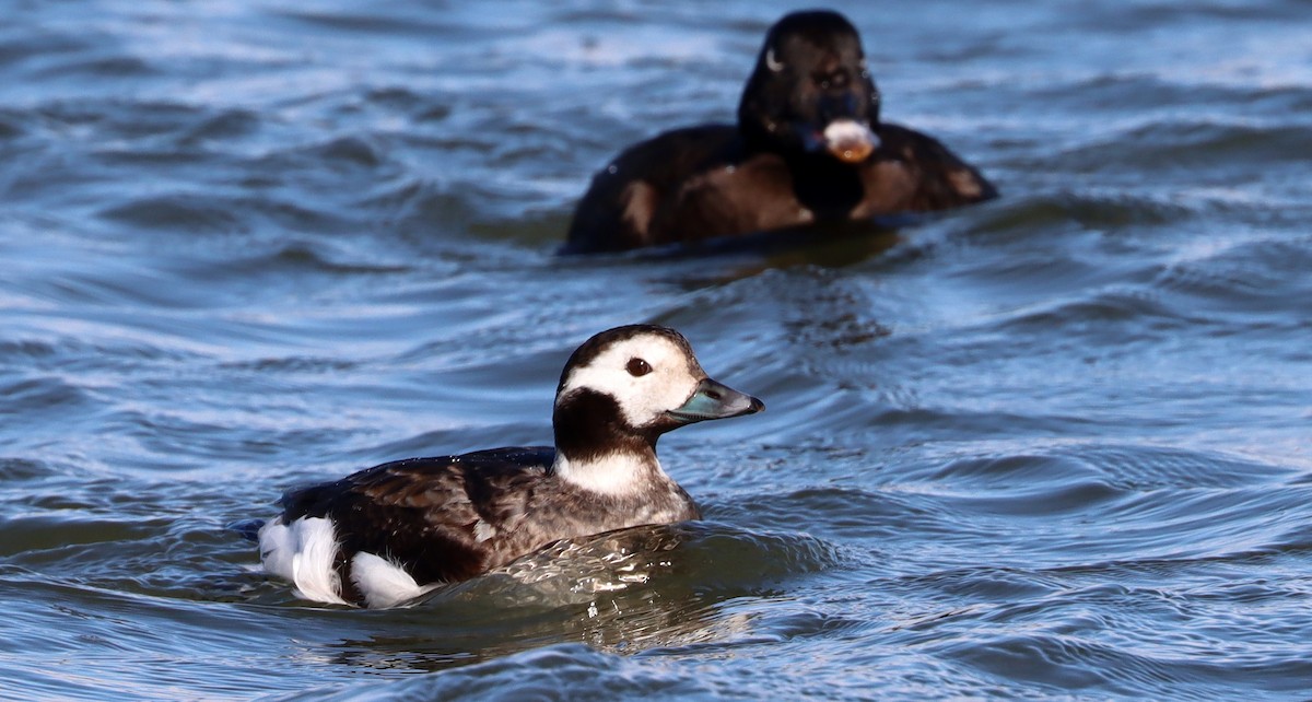 Long-tailed Duck - ML305022381