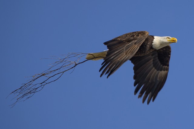 Adult with nesting material. - Bald Eagle - 