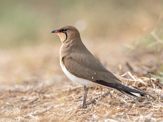  - Collared Pratincole