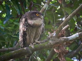  - Brown Fish-Owl