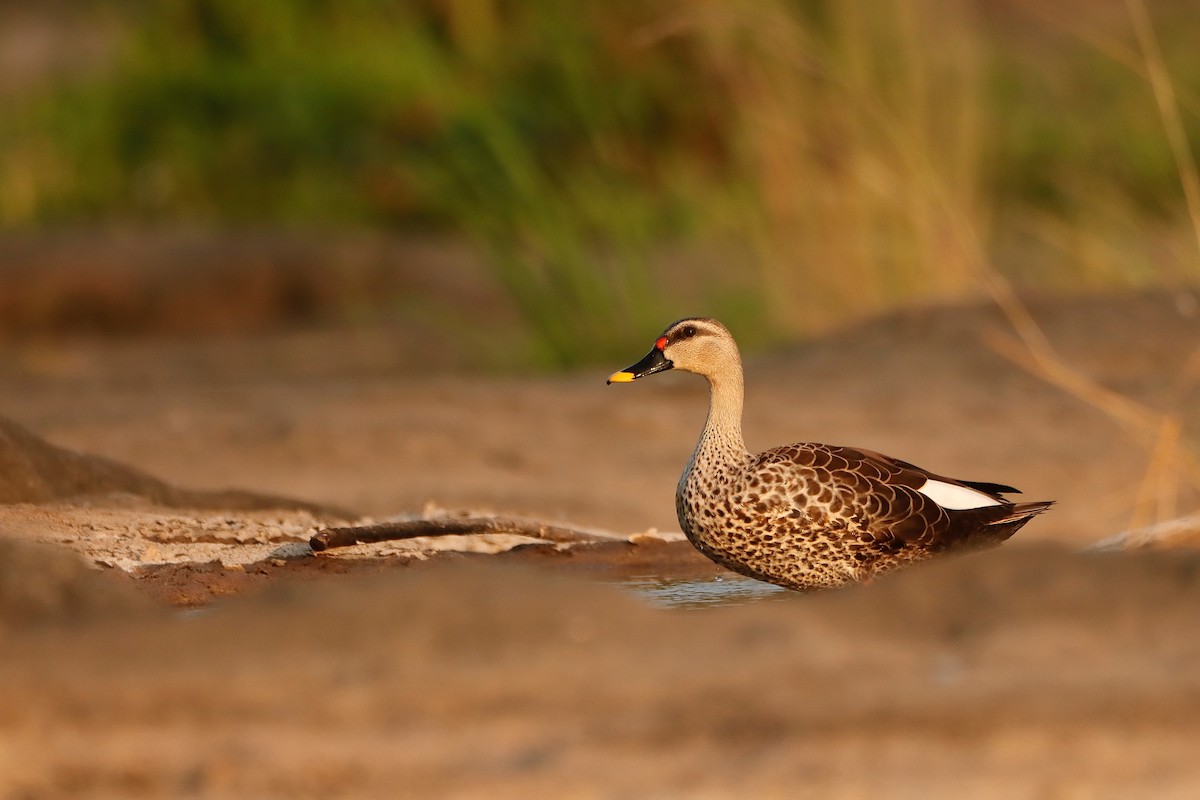 Indian Spot-billed Duck - ML305035871