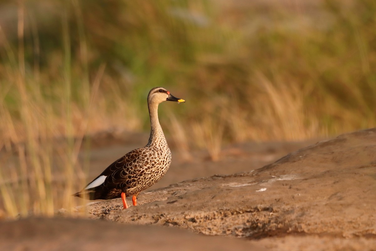 Indian Spot-billed Duck - ML305035901