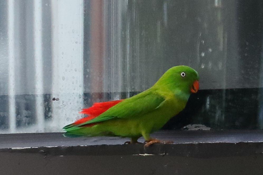 Vernal Hanging-Parrot - Roly Pitts