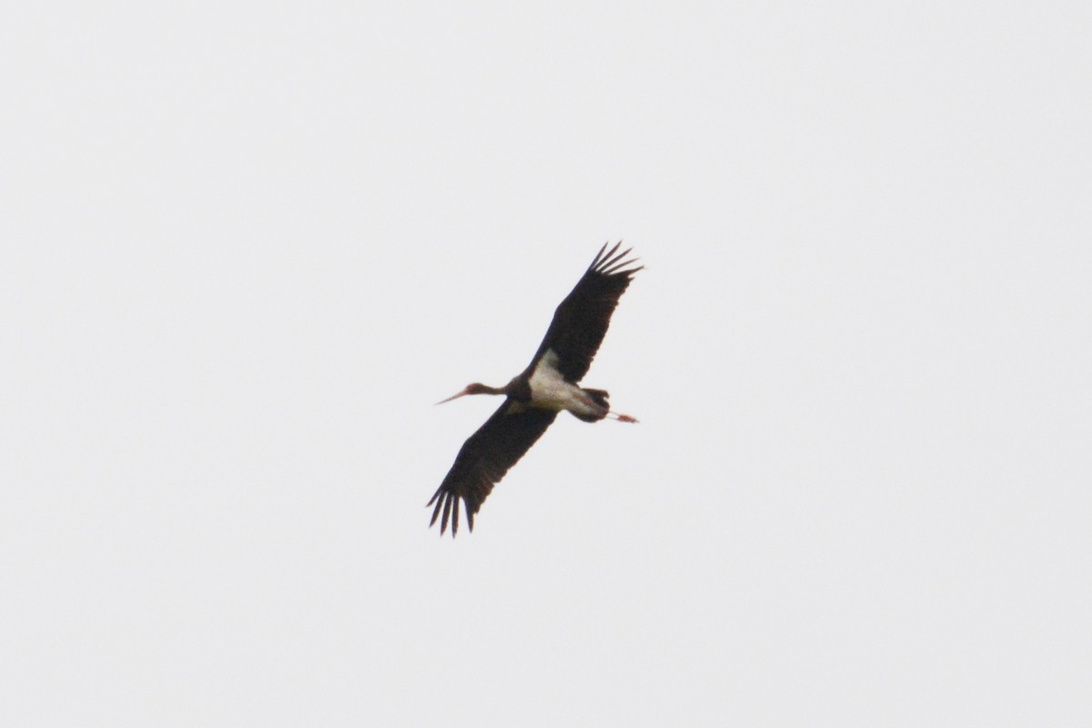Black Stork - Ergün Cengiz
