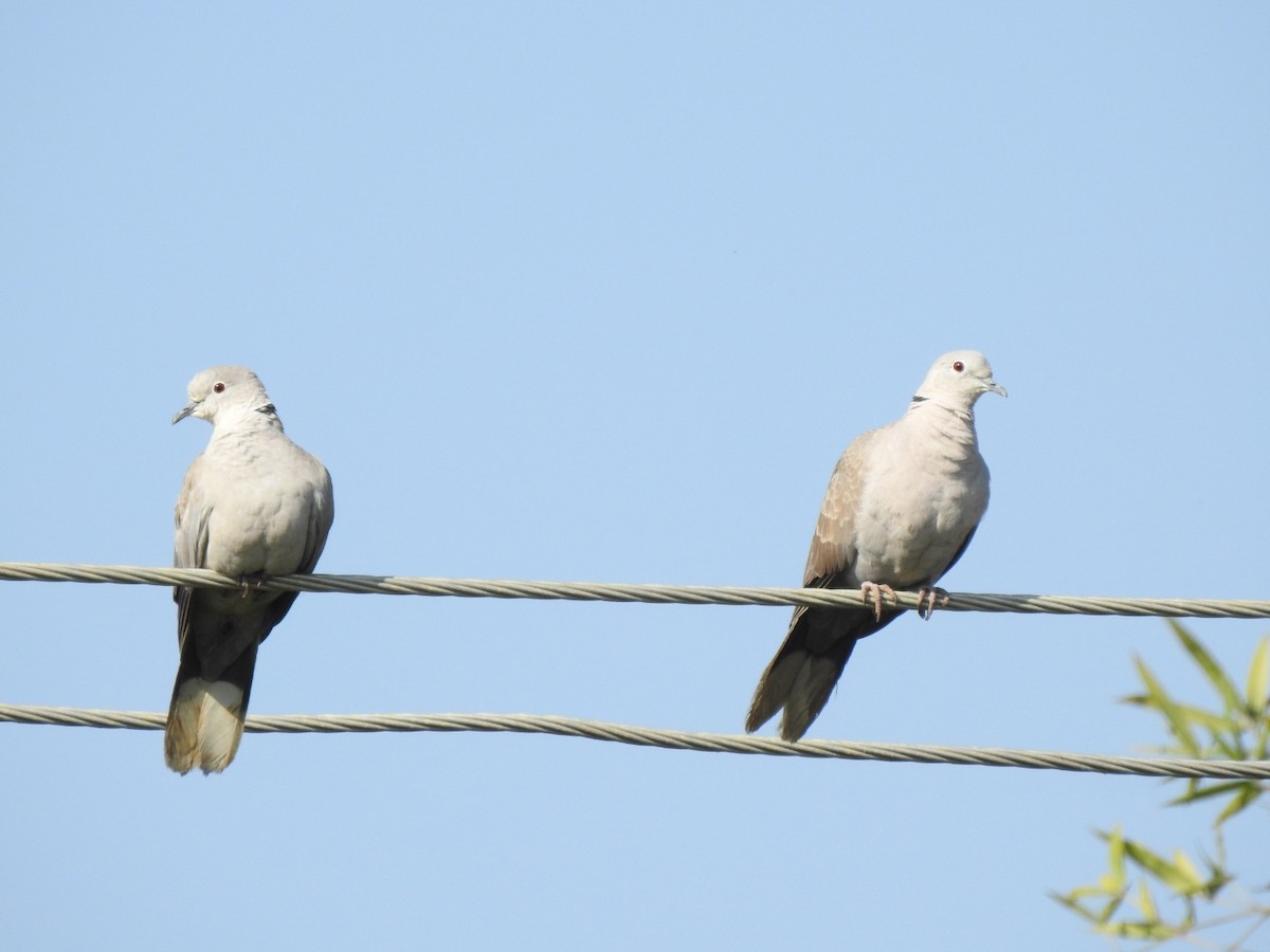 Eurasian Collared-Dove - Praveen Tangirala