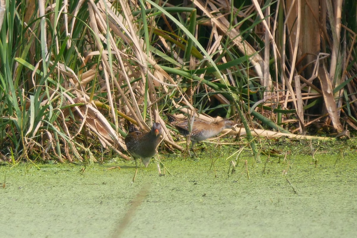 Spotted Crake - ML305044671