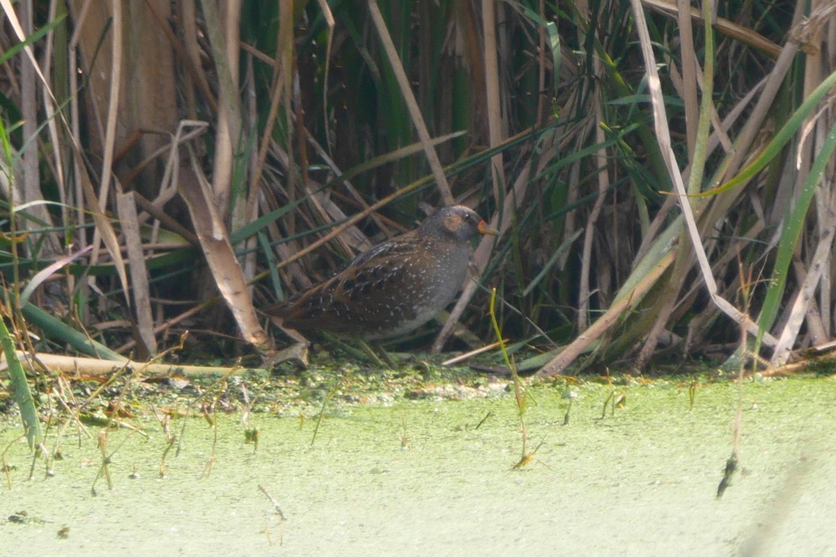 Spotted Crake - ML305044701