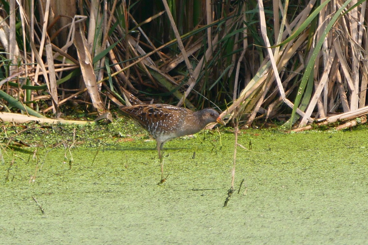 Spotted Crake - ML305044711