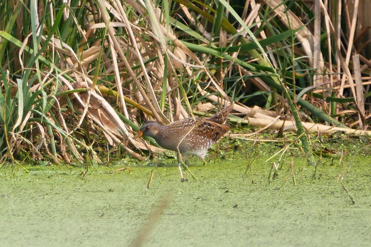 Spotted Crake - ML305044721