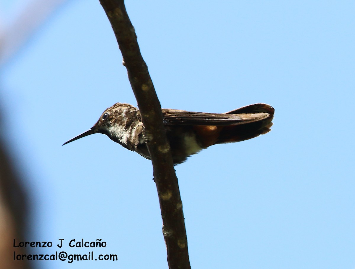 Ruby-topaz Hummingbird - Lorenzo Calcaño